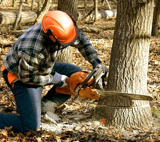 Tree Removal in Pindall, AR